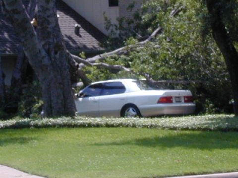 1996 Ford Bronco - A white sedan is partially obscured by trees and a fallen tree branch.