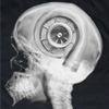 1998 Ford Crown Victoria - surreal black-and-white X-ray-style image shows a human skull with a clock face and mechanical gears where the brain would be.