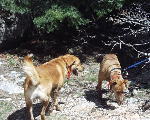 1997 Ford F-250 - Two dogs explore a rocky, wooded area on a sunny day.