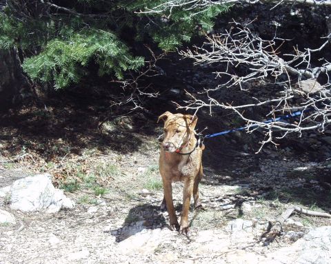 1997 Ford F-250 - A dog is on a leash in a wooded area with rocky ground.