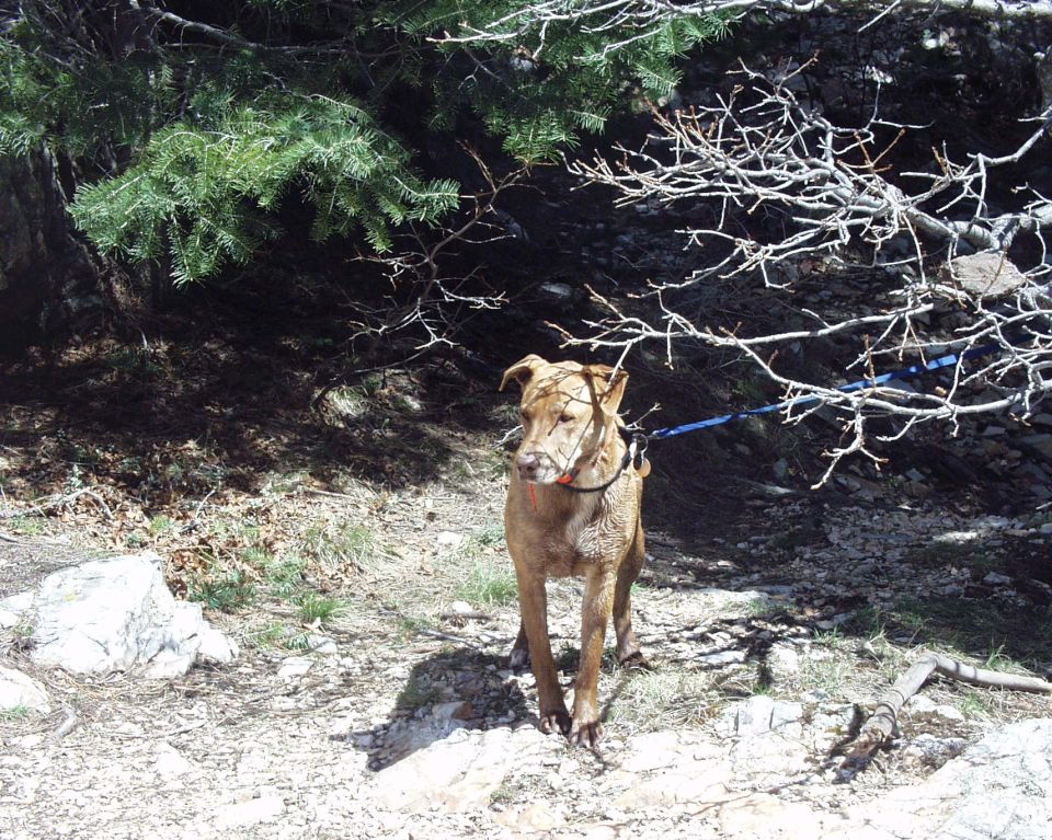Brown dog on a leash stands on a rocky path under trees