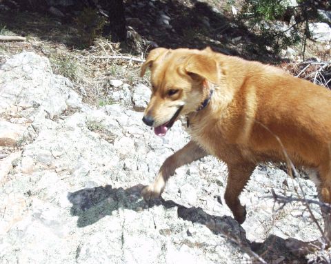 1997 Ford F-250 - A dog walks across a rocky landscape under dappled sunlight.