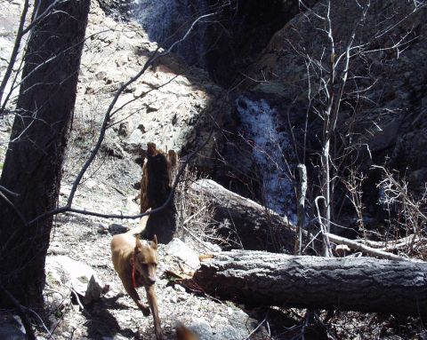 1997 Ford F-250 - A dog runs through a natural landscape rocks, trees, and a small waterfall.