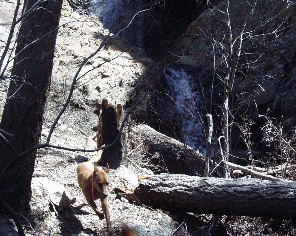 Dog running in a rocky, wooded area with a small waterfall