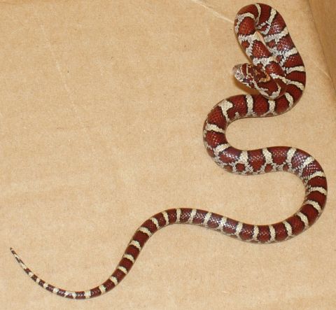 1994 Ford Bronco - Milk snake found in my work datacenter.