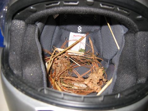 1985 Ford LTD Crown Victoria - A bird has built a nest inside a helmet using twigs and pine needles, with a warning label visible inside.