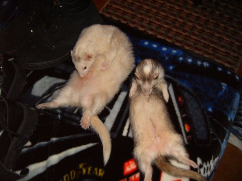 1993 Ford Bronco - Two ferrets are resting on a blanket with shoes nearby.