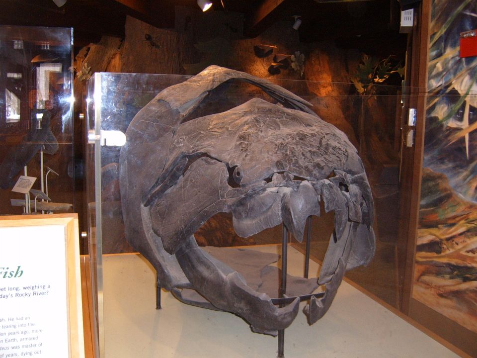 Fossilized skull of a large prehistoric fish, displayed in a museum