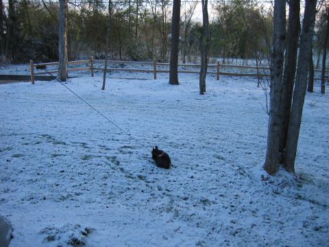 1985 Ford LTD Crown Victoria - A black dog is tethered by a leash in a yard lightly covered with snow, with trees and a wooden fence in the background.