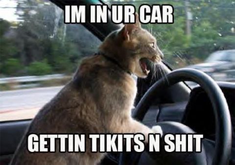1986 Pontiac Fiero - A cat is shown driving a car, with text overlays that read "IM IN UR CAR" and "GETTIN TIKITS N SHIT".