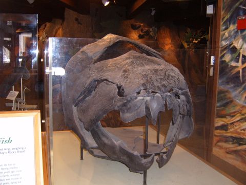 1993 Ford Bronco - A massive fossilized skull of a prehistoric fish, likely an ancient predator, is on display in a museum exhibit.