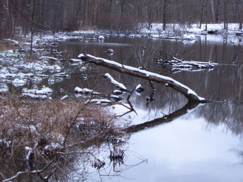 1993 Ford Bronco - A winter scene shows a fallen log covered in snow spanning a dark body of water, with reflections visible.