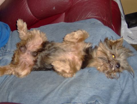 1978 Ford Bronco - A small dog with tan and black fur is resting on its back, showing its belly and paws.