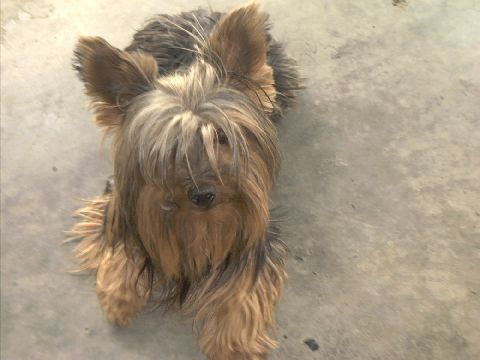 1978 Ford Bronco - A Yorkshire Terrier dog with long brown and gray fur rests on a concrete surface.