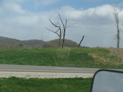 1995 Ford C-350 (Centurion Conversions) - A view of dead trees and hills from the side of the road.