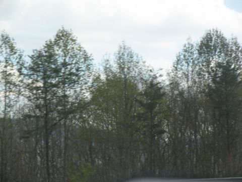 1995 Ford C-350 (Centurion Conversions) - A blurry view of trees and sky, likely taken from a car window.