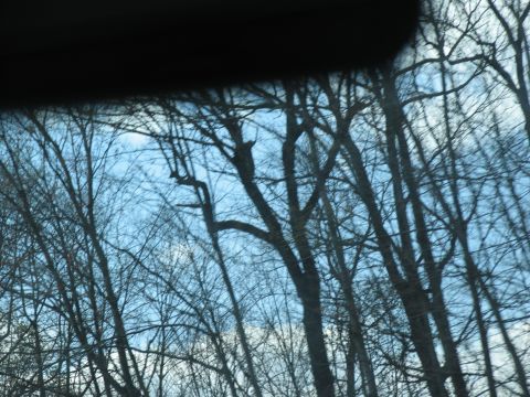 1995 Ford C-350 (Centurion Conversions) - A view of trees against the sky, likely taken from inside a vehicle during a trip.