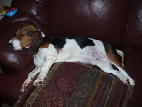 1986 Ford Bronco - Dog sleeping on a couch with a toy nearby.