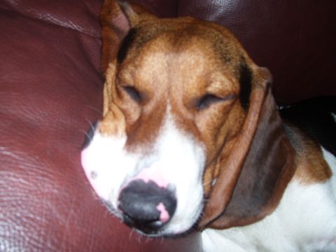 1986 Ford Bronco - A dog with brown and white fur sleeps with its eyes closed on a leather couch.