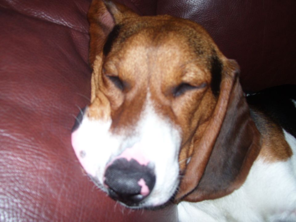 dog sleeping on a brown couch