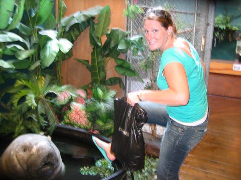 1991 Ford Bronco - Woman feeding a manatee in an indoor enclosure with tropical plants.