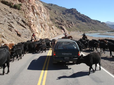 1986 Ford Bronco - A herd of cattle blocks a Toyota pickup truck on a mountain road.