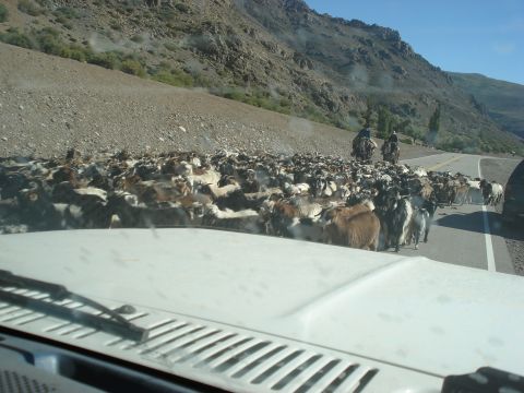 1986 Ford Bronco - A large herd of goats obstructs traffic on a mountain road, with two riders on horseback visible in the distance.