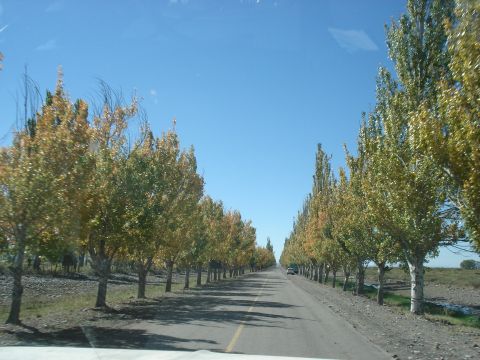 1986 Ford Bronco - Driving down a road with trees on both sides during autumn.