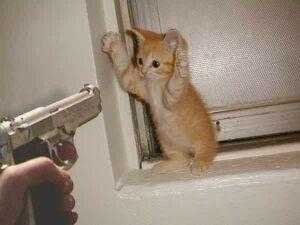 1988 Mercury Grand Marquis - Internet meme photo of an orange tabby kitten standing against a white door frame with both front paws raised as a hand points a toy pistol…
