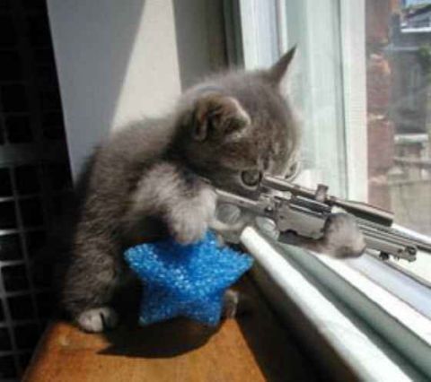 1988 Mercury Grand Marquis - Humorous internet meme photo of a gray kitten on a windowsill, composited so it appears to aim a scoped rifle out the window while resting…