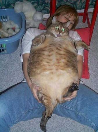 1988 Mercury Grand Marquis - Indoor snapshot of a very overweight tabby cat lying belly-up on the lap of a child in a white shirt and blue jeans, with a laundry basket…