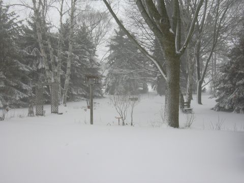 1996 Ford Crown Victoria - Winter scene in a snowy backyard with trees and bird feeders.