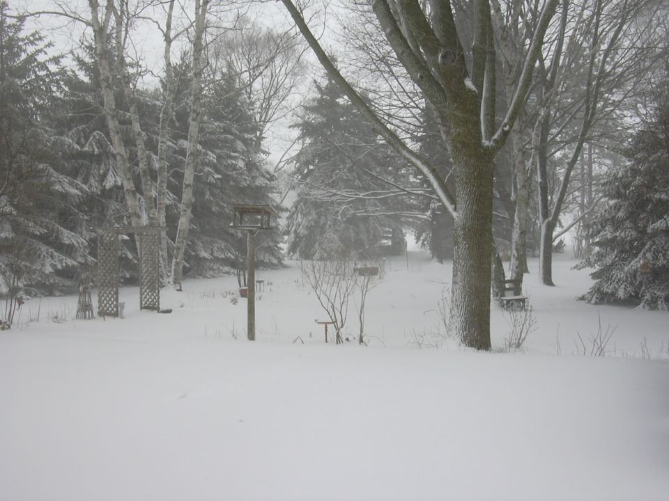 Snowy backyard scene with trees, bird feeders, and lattice trellises