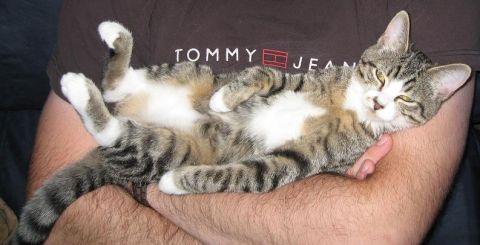 1994 Ford Probe - A cat relaxes in a person's arms, with a Tommy Jeans logo visible on the shirt.