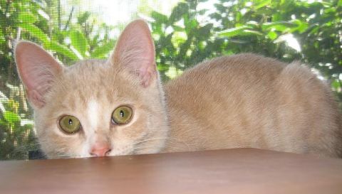 1994 Ford Probe - A curious orange tabby cat with green eyes peeks over a wooden ledge, with lush green leaves visible behind a screen.