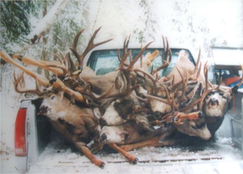 1974 Ford Ranchero - A truck bed is filled with several deer carcasses, covered in snow, with trees in the background.