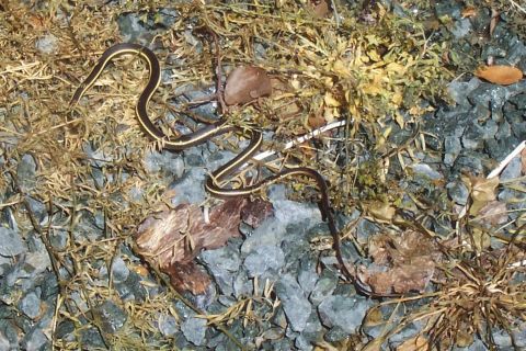 1994 Ford F-150 - A garter snake slithers across a surface of gravel and dry vegetation.