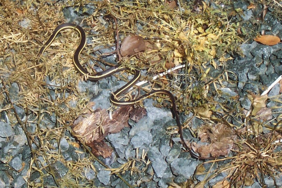 garter snake on gravel and dry grass