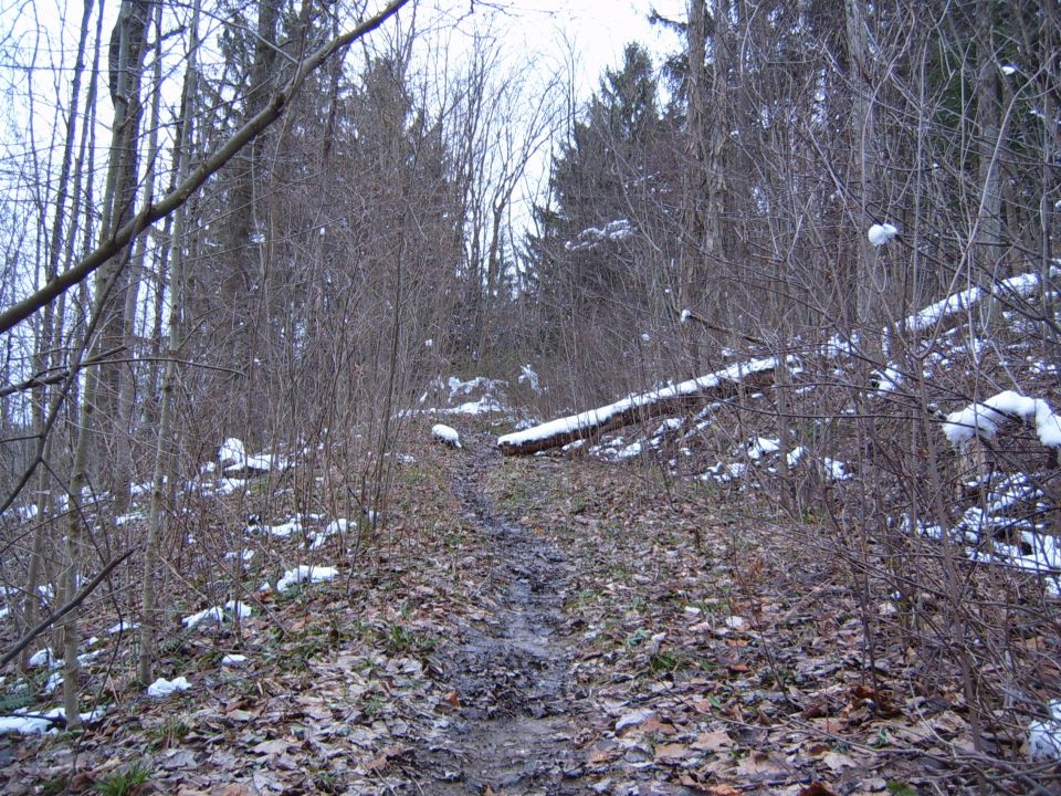 Forest path with fallen log and snow patches
