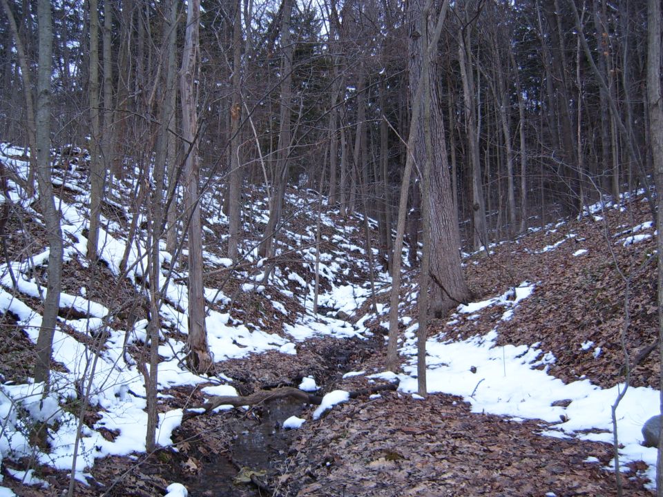 Forest floor covered in snow and fallen leaves with a small stream running through it
