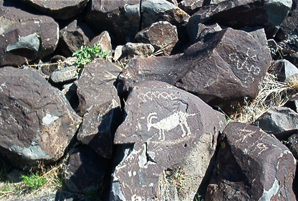 Petroglyphs of animals and symbols etched into dark rocks in a dry, grassy area