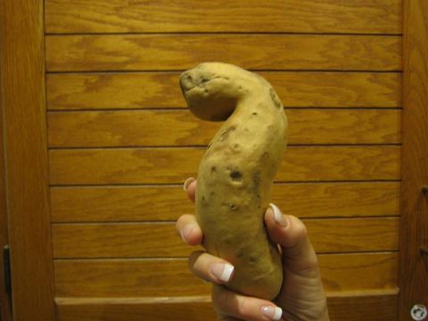 1994 Ford Bronco - A potato is held up against a wooden background.
