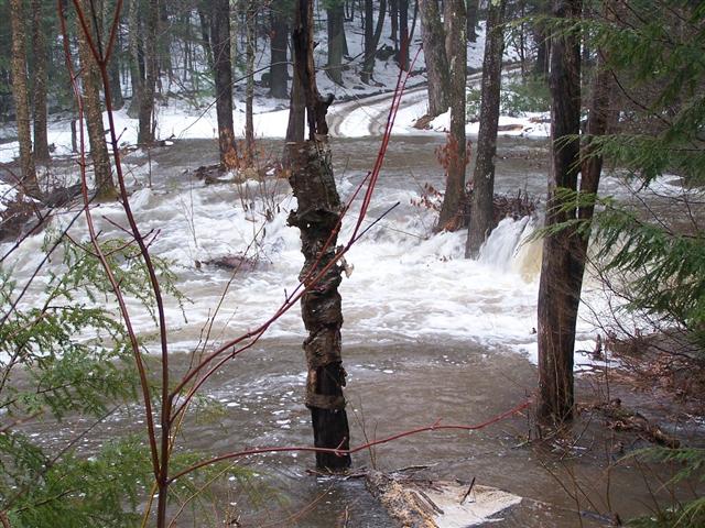 Flooded forest road with rushing water and trees