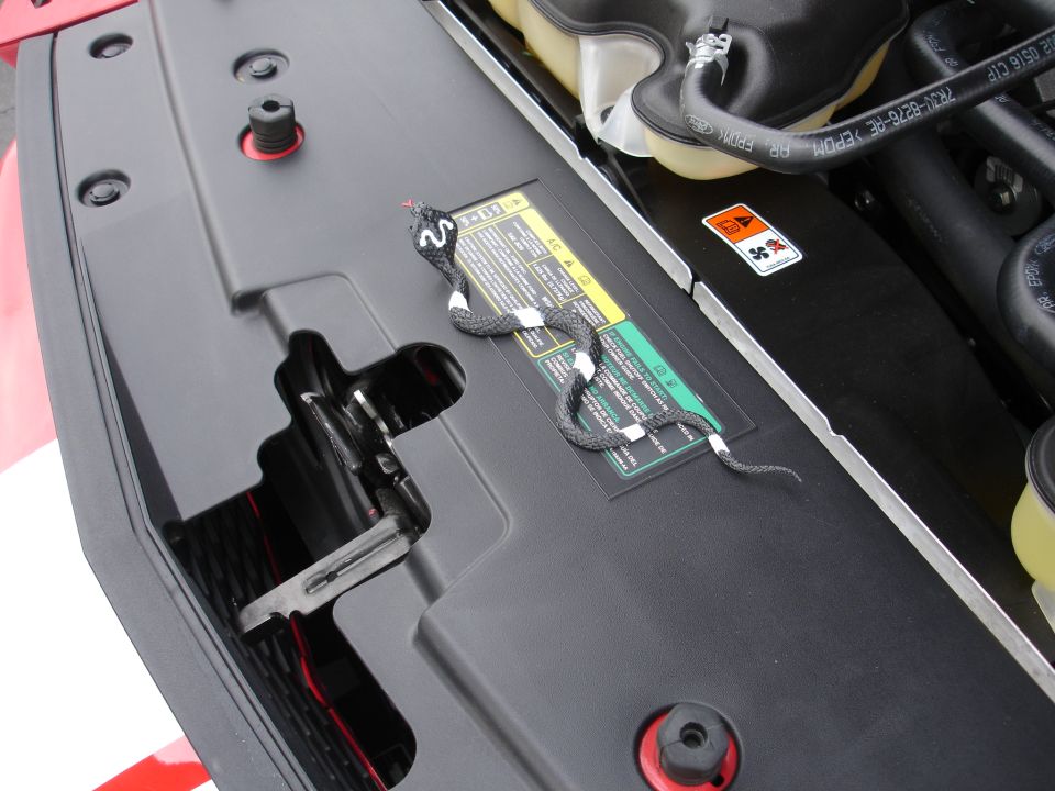Toy snake on top of a car's engine cover