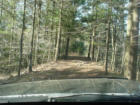 1993 Ford Bronco - The view from the windshield shows a path winding through a dense forest with tall trees.