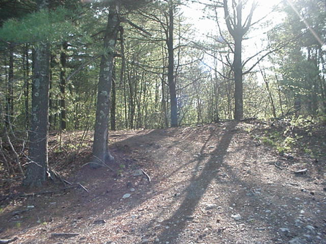 Forest path with trees and shadows, Supermotors logo in lower right corner