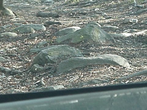 1993 Ford Bronco - Ground covered in rocks and fallen leaves, with a tree trunk on the left side.