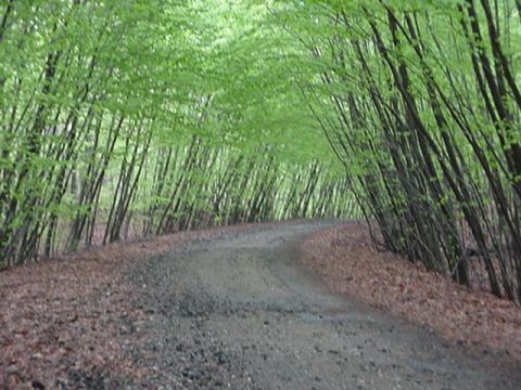 1993 Ford Bronco - A winding dirt road disappears into a tunnel of green trees.