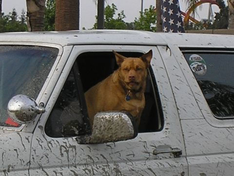 1990 Ford Bronco - Dog sits in the driver's seat of a mud-splattered SUV.