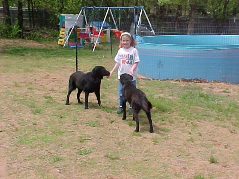 1990 Dodge Shadow - A young girl stands in a grassy yard with two black dogs near a swing set and a blue pool.
